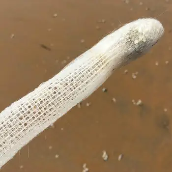 25 cm oka hubky slimák láska svadobný dar milenca biologické vedy vzoriek bielych morských mušlí svadbu