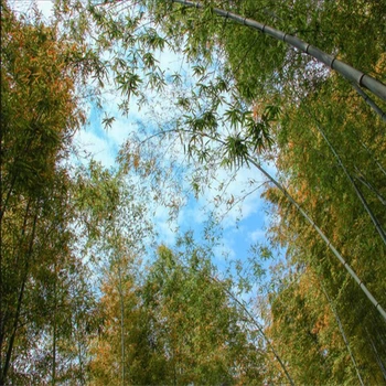 Wellyu Vlastnú tapetu 3d Abstraktných de parede obrazové výjavy sky bambusu zeno obývacej miestnosti, dekoratívne maľby, tapety 3d обои