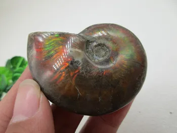 AAA Prírodné Farebné Ammonite Fosílnych Vzor Shell Minerálny Liečivý Kryštál Vzoriek Uzdravenie Domáce Dekorácie Nábytku