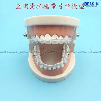 2019 kvalitné 1 kus zubnej zuby model, komunikácia medzi pacientom a Lekárom výučby model Nápravné cvičenia model