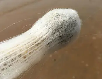 25 cm oka hubky slimák láska svadobný dar milenca biologické vedy vzoriek bielych morských mušlí svadbu