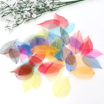 50 Ks Zmiešané Farby Prírodné Kostra Listy Stlačené Kvet pre Šperky Robiť