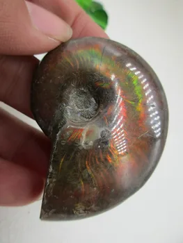 AAA Prírodné Farebné Ammonite Fosílnych Vzor Shell Minerálny Liečivý Kryštál Vzoriek Uzdravenie Domáce Dekorácie Nábytku