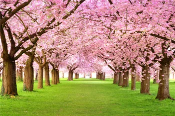 Ružová Cherry Blossom Stromy, Svadobné, Kvetinové Pozadia Fotografie Jarné Kvety Zelená Tráva Prírody Scénické Deti Foto Pozadia