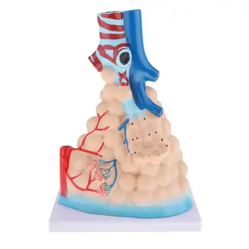 Ľudské Model Pľúcnej Lobular Rozšírenie Modelu Alveolárna Pľúc Anatómie PVC