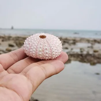 4pcs/veľa Prírodných Shell Conch Morský ježko Škrupiny Jemné Trvanlivé Ananás Výsadbu Hrnce Conch Škrupiny Náhodné Farby